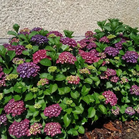 Tatil Evi Casa Do Reguengo, Freigil Resende