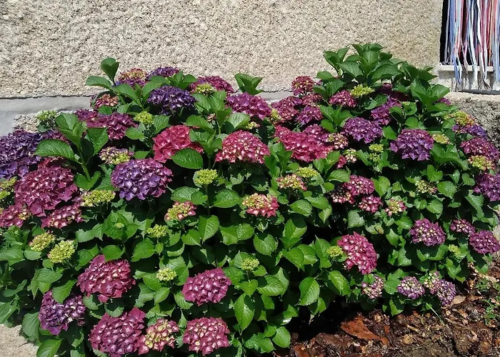 Сasa de vacaciones Casa Do Reguengo, Freigil Resende